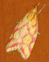Hypercallia citrinalis