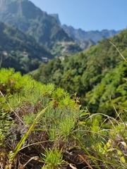 Plantago arborescens image