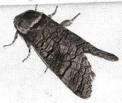 Acossus terebra
