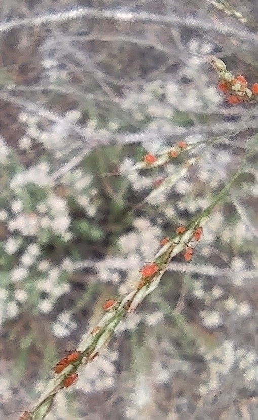 Pulgão — foto 1