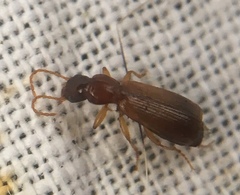 Paradromius linearis