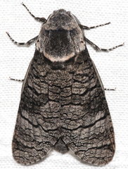 Acossus terebra