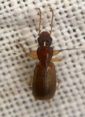 Paradromius linearis