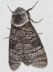 Acossus terebra