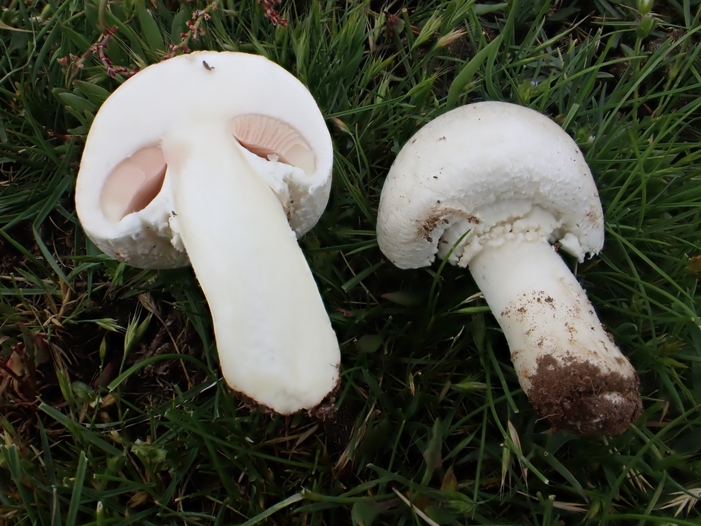 Agaricus cappellii
