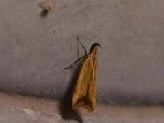 Dichomeris heriguronis