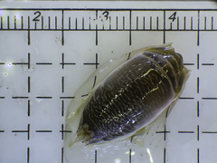 Emerita benedicti