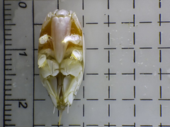 Emerita benedicti