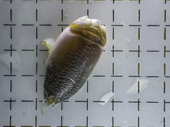 Emerita benedicti