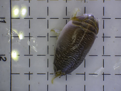 Emerita benedicti