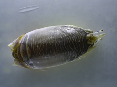Emerita benedicti