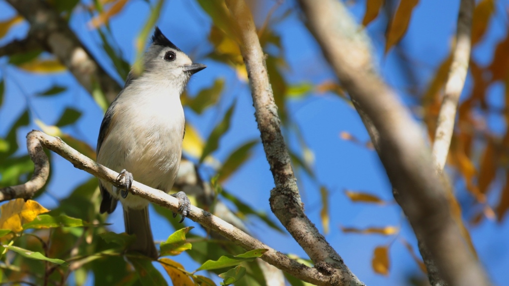 Black-crested Titmouse from Montemorelos, MX-NL, MX on December 15 ...