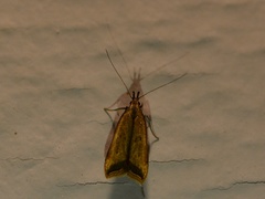 Dichomeris heriguronis