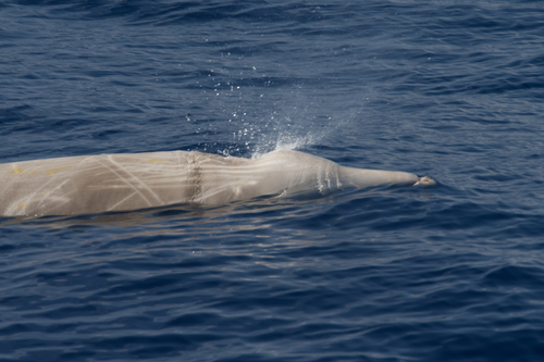Cuvier's Beaked Whale
