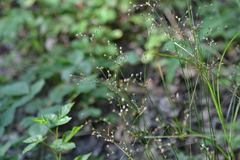 Juncus anthelatus