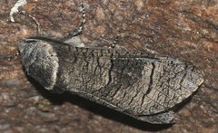 Acossus terebra