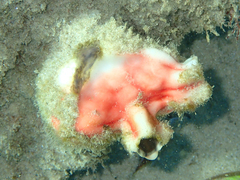 Cnemidocarpa stolonifera
