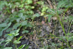 Juncus anthelatus