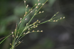 Juncus anthelatus
