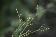 Juncus anthelatus