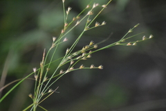 Juncus anthelatus