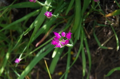 Allium brevistylum