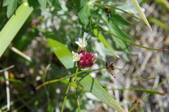 Allium geyeri tenerum