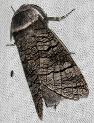 Acossus terebra