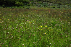 Allium geyeri tenerum