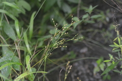 Juncus anthelatus