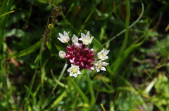 Allium geyeri tenerum