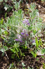 Lupinus lepidus utahensis