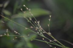 Juncus anthelatus