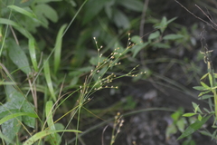 Juncus anthelatus