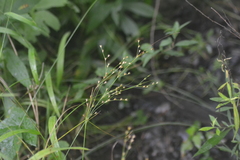 Juncus anthelatus