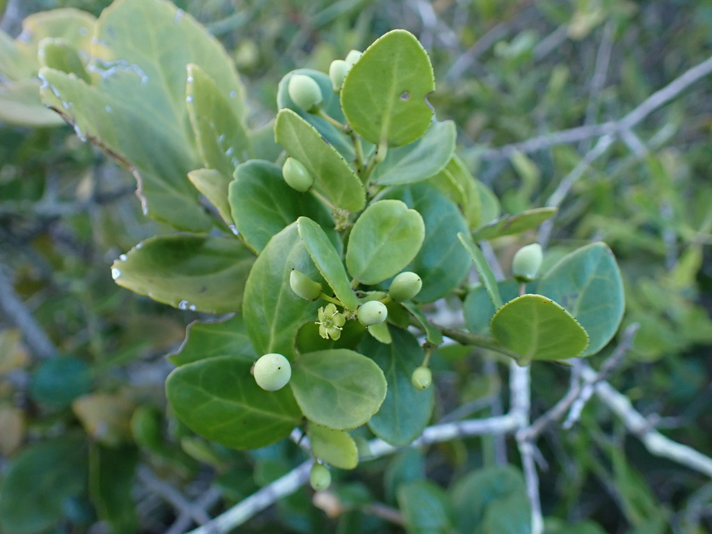 Kooboo-berry from Keurboomstrand, South Africa on July 11, 2023 at 04: ...