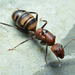 Camponotus habereri - Photo (c) 공인인증서, μερικά δικαιώματα διατηρούνται (CC BY-NC), uploaded by 공인인증서