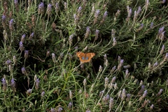 Junonia genoveva hilaris