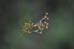 Juncus marginatus
