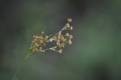 Juncus marginatus