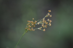 Juncus marginatus