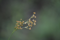 Juncus marginatus