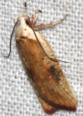 Agonopterix nervosa