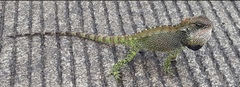 Enyalioides