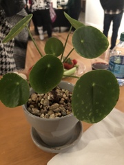Pilea peperomioides