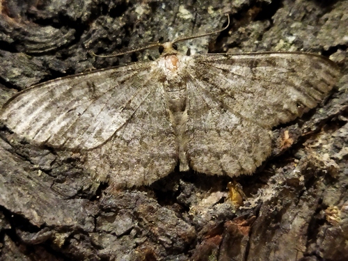 Pale Oak Beauty photo 4