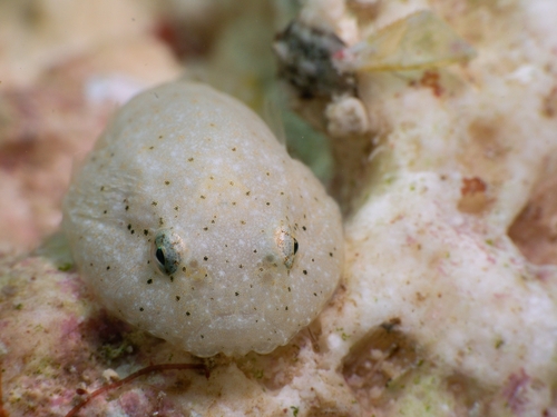 Stippled clingfish (Gobiesox punctulatus) — Gobiesocidae — 5