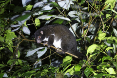 Herbert River Ringtail photo 2