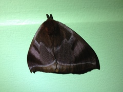 Automeris phrynon