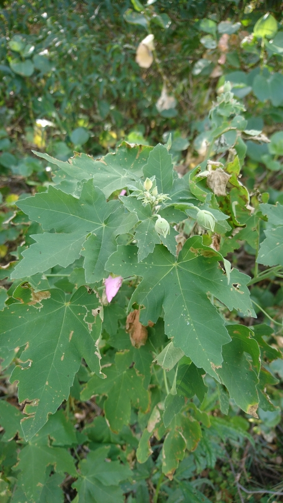 Malva acerifolia